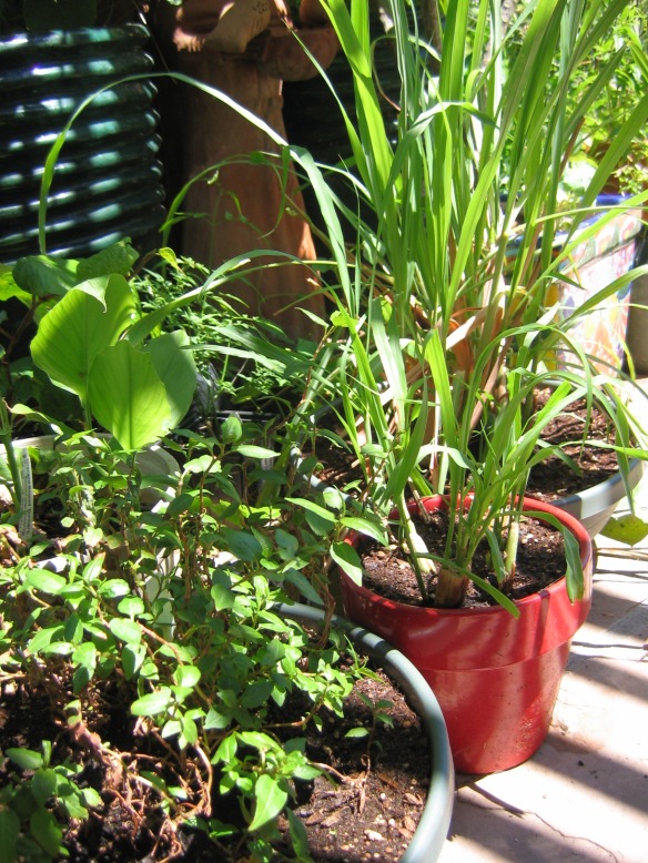 Growing Verbena Indoors: How To Grow Lemon Verbena As A Houseplant